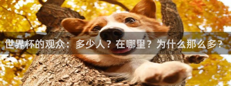 2026世亚预赛赛程表:世界杯的观众:多少人?在哪里?为什么那么多?